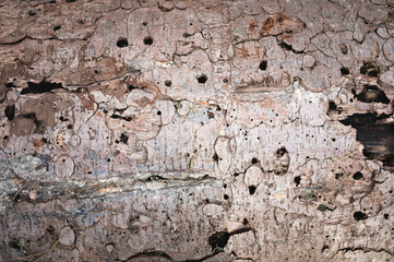 Textured background from the bark of an old tree close-up. Tree bark with holes drilled by acorn woodpeckers or insects