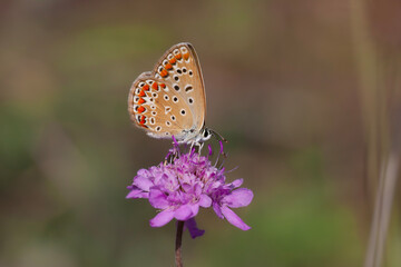 tiny blue butterfly trying to feed, Common Blue, Polyommatus icarus