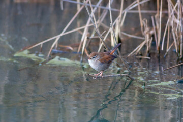 Little bird looking for food in the swamp, Savi`s Warbler, Locustella luscinioides