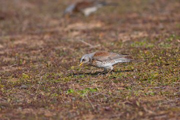 bird watching on the grass, Fieldfare, Turdus pilaris
