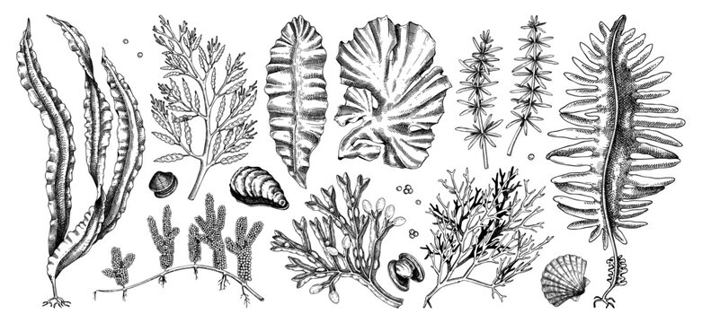 Hand-drawn sea vegetables - kelp, kombu, wakame, hijiki, nori, umi budo drawings. Edible seaweed sketches collection isolated on white background. Underwater algae vector. Healthy food illustration