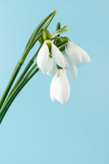 Snowdrop on blue background. White springs flower in close-up with copy space.concept of early spring.