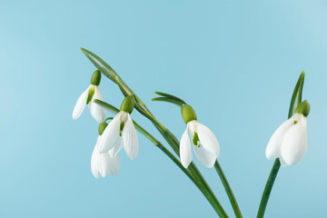 Snowdrop on blue background. White springs flower in close-up with copy space.concept of early spring.