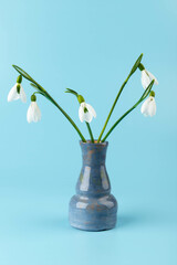Snowdrop on blue background. White springs flower in close-up with copy space.concept of early spring.