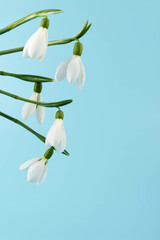 Snowdrop on blue background. White springs flower in close-up with copy space.concept of early spring.