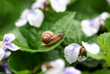 Macro photo of snail and leaf wet with water drops after rain © Choi_ Nikolai