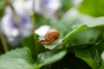 Macro photo of snail and leaf wet with water drops after rain