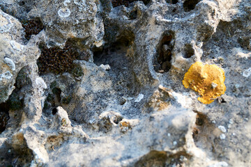 stone