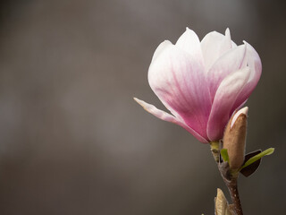 Fototapeta premium Magnolia tree in bloom in early spring