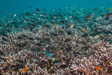 Naklejka na ściany i meble Coral reef South Pacific,bali
