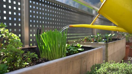 puring herbs chives and other herbs with a yellow watering can on a balcony garden