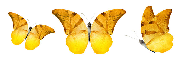 Naklejka premium Color watercolor butterfly , isolated on the white background