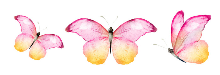 Color watercolor butterfly , isolated on the white background