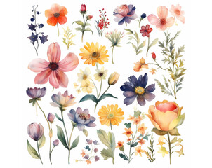 Set collection of hand-painted watercolor flowers prepared for graphic designers, with vivid colors. It's perfect for designing wedding invitations or social media posts. Isolated on white background.