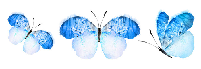 Color watercolor butterfly , isolated on the white background