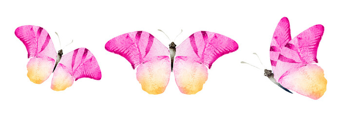 Color watercolor butterfly , isolated on the white background
