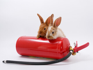 MES day. rabbit fire extinguisher on white background - 589182437