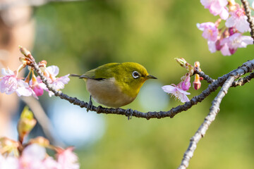 早春の綺麗な河津桜を飛びり蜜を吸うメジロ