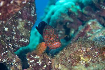 小笠原　ユカタハタ