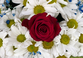 close-up bouquet of white daisies and red rose
