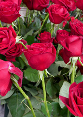close-up red roses. wedding concept