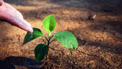 Close-up of farmers watering small plants by hand with the concept of World Environment Day and global warming on cracked earth is arid and dehydrated