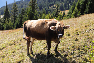A cow on a pasture in the Alps