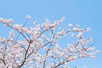 sakura