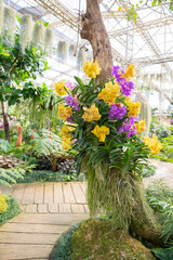 The Yellow and purple Phalaenopsis orchid on big tree in garden