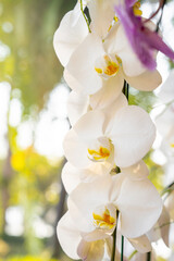 Fototapeta na wymiar The White Phalaenopsis orchid flowers on a background of leaves.