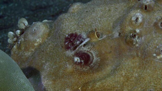 Christmas tree worm (Spirobranchus sp) grows on coral. It filters the sea water with its feathers and collects plankton. In case of danger, he quickly hides in his mink.