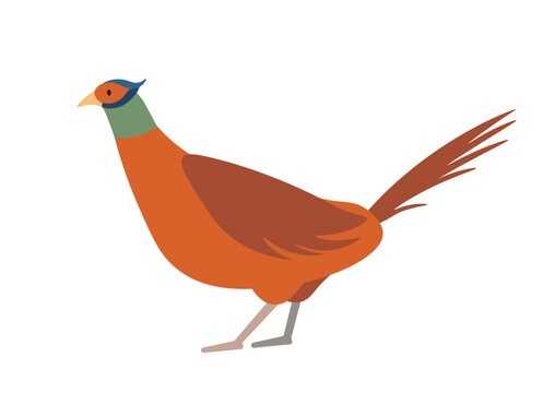 Concept Cute animals bird pheasant. A flat cartoon illustration depicts a cute pheasant bird in a vibrant and lively scene. Vector illustration.
