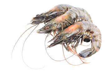 Shrimps isolated 