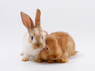pair of young red rabbits on a white background