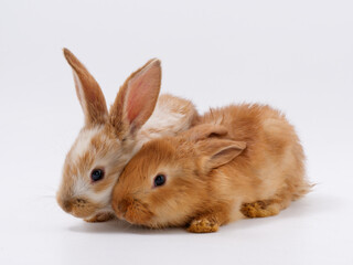pair of young red rabbits on a white background