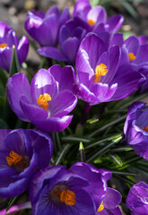 Fototapeta na wymiar Close-up of purple crocus flowers with yellow pistil. spring flowers outdoors on a sunny day. Hi spring. Gardening with love. ecological consciousness. Caring for nature in the hands of mankind