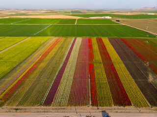 Field of colorful tulips. Konya, Turkey