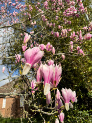 Beautiful magnolia flowers in Egerton Park, Bexhill, East Sussex, England