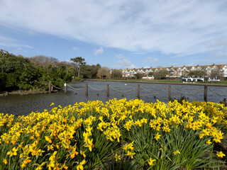 Springtime daffodil display in Egerton Park, Bexhill, East Sussex, England