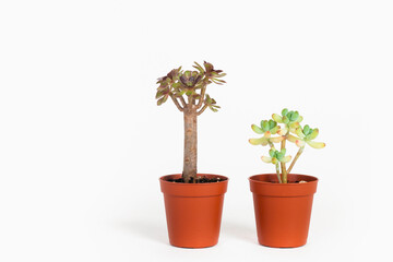 Green houseplant in a pot isolated on white