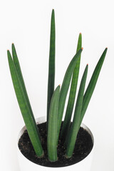 Green houseplant in a pot isolated on white