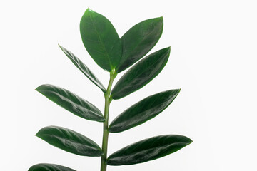 Twig with green leaves isolated on white