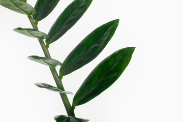 Fototapeta premium Twig with green leaves isolated on white