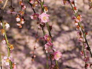  初春の満開のピンクの梅の花