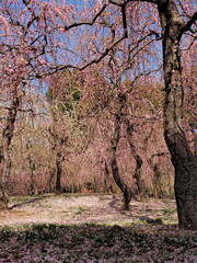  満開になった枝垂れ梅