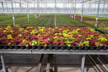 Cultivation of different summer bedding plants, begonia, petunia, young, flowering plants, decorative or ornamental garden plants growing in Dutch greenhouse