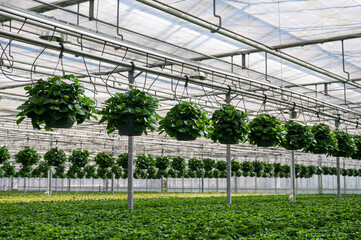 Young plants of hanging Hydrangea or hortensia, cultivated as decorative or ornamental garden plant growing in Dutch greenhouse