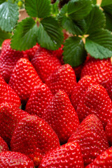 New harvest, 1 kilogram box of ripe red sweet Spanish strawberry