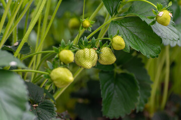 Spring season in greenhouse, unripe green strawberries growing on organic strawberry farm in the...
