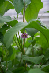 Dutch organic greenhouse farm with rows of eggplants plants with ripe violet vegetables and purple flowers